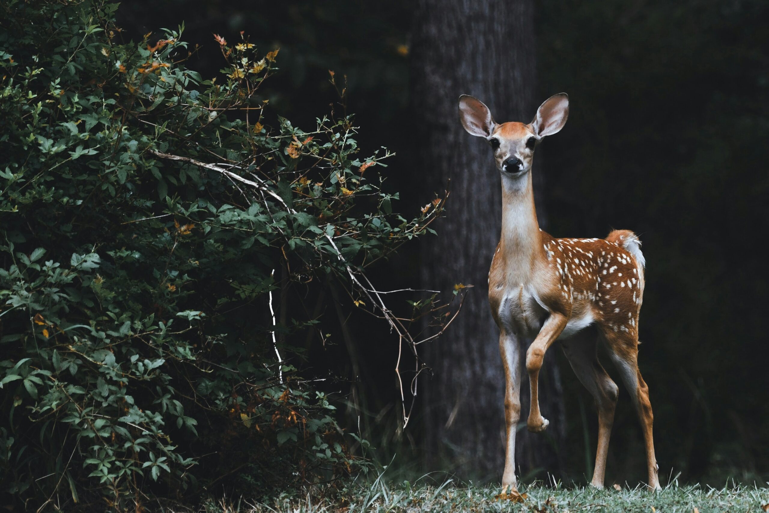 The “Fawn” Response: The Overlooked Trauma Response